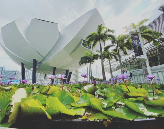 a large white building surrounded by lush green plants